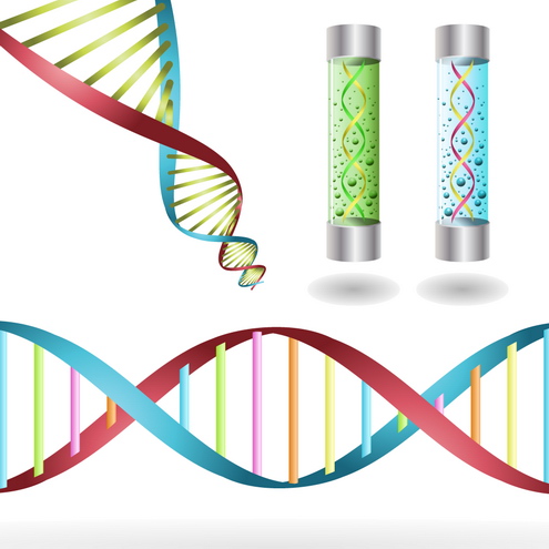 DNA strains in different